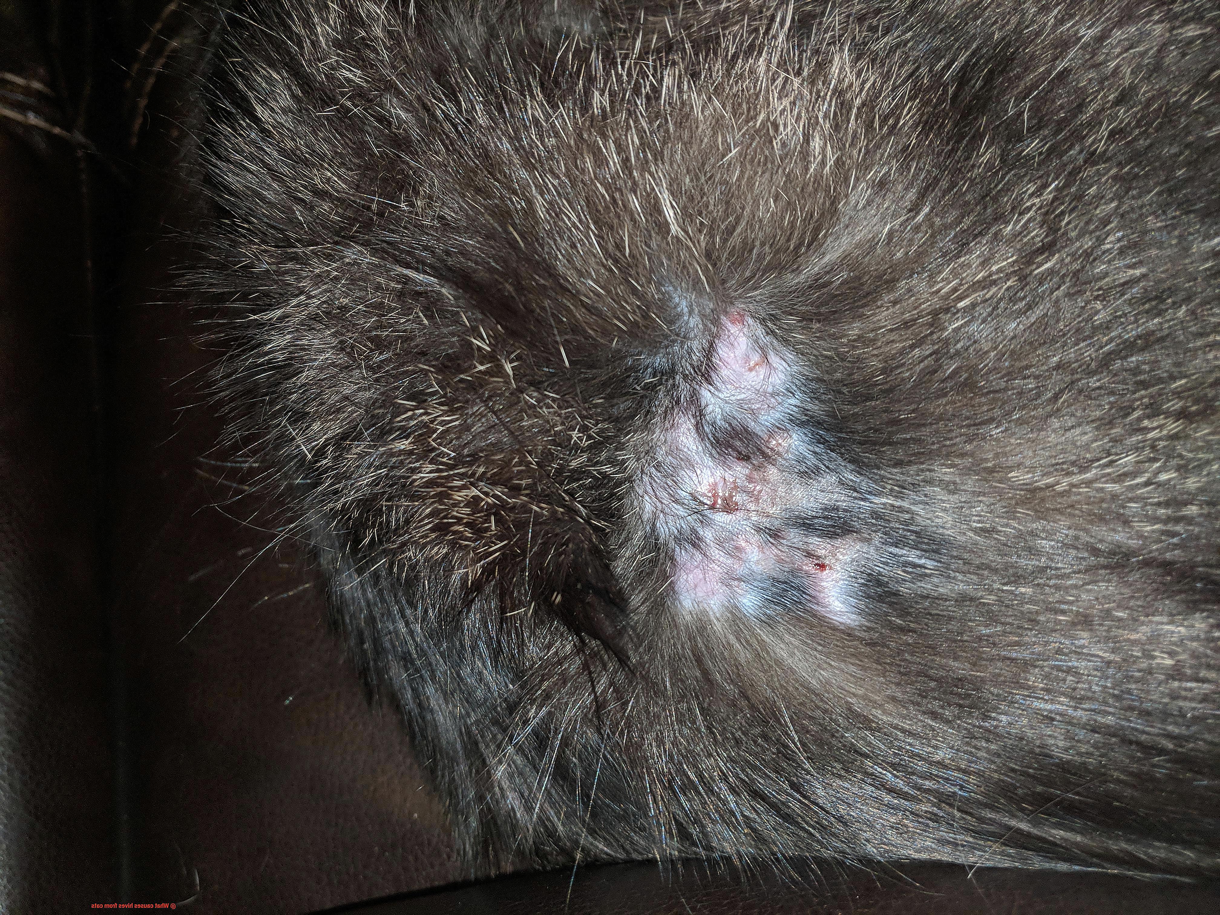 What causes hives from cats-2