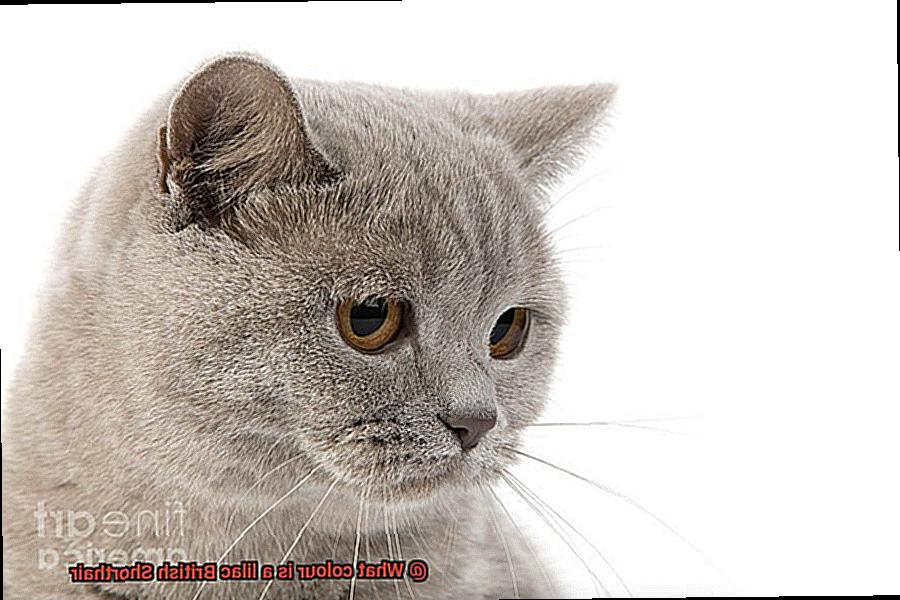 What colour is a lilac British Shorthair-4