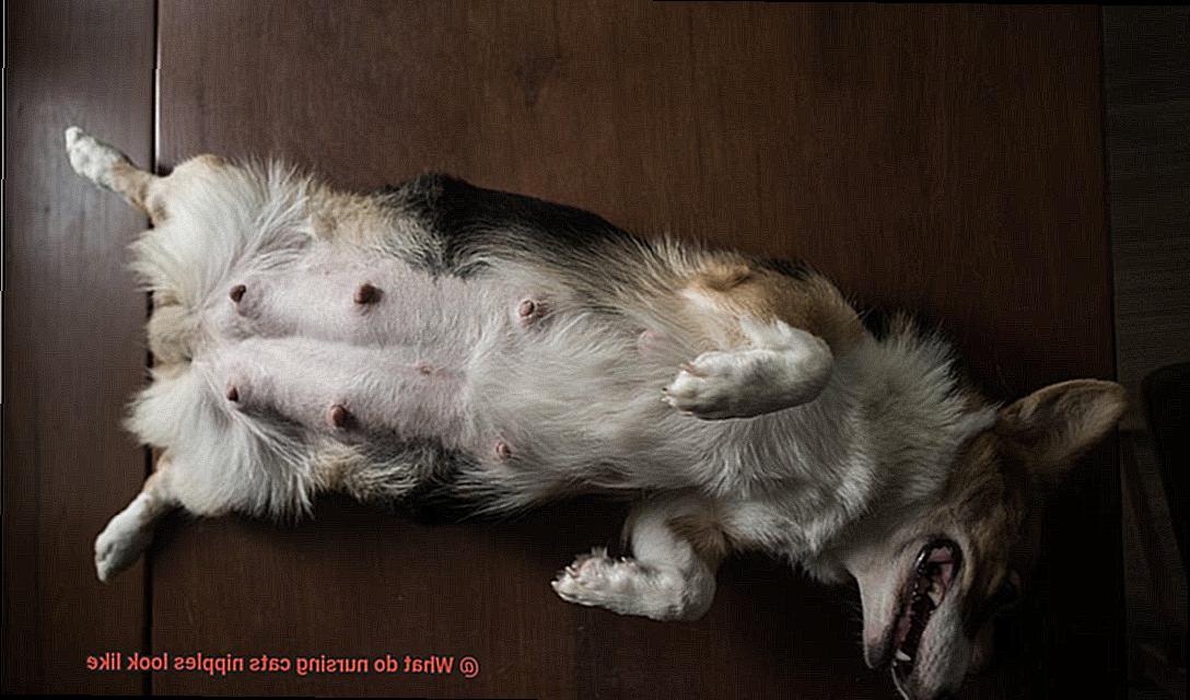 What do nursing cats nipples look like-5