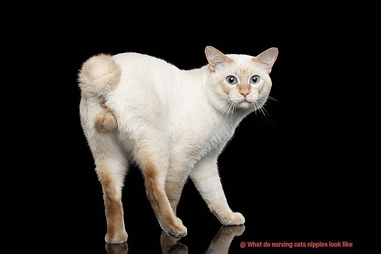 What do nursing cats nipples look like-7