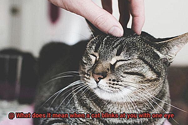 What does it mean when a cat blinks at you with one eye-4