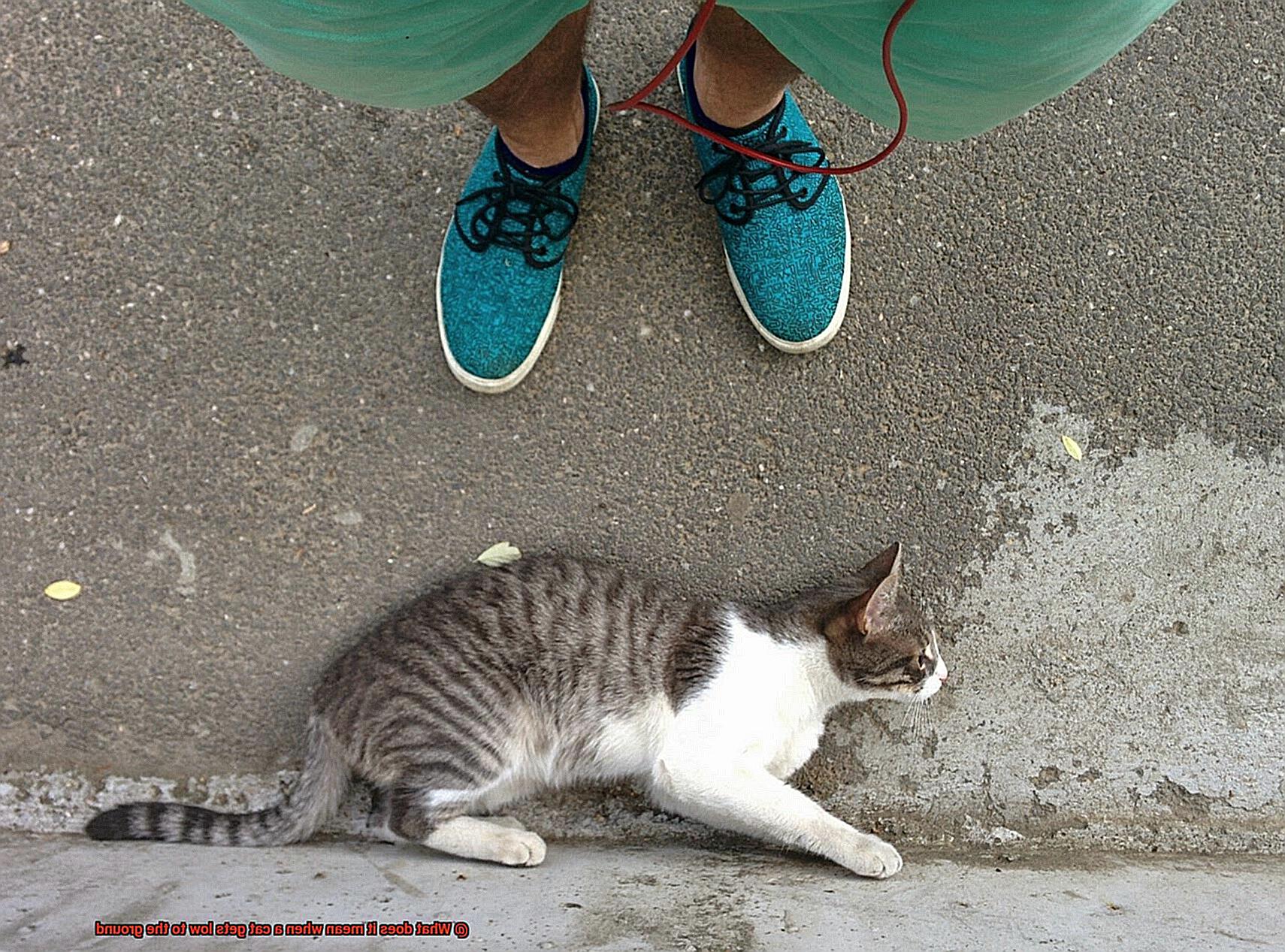 What does it mean when a cat gets low to the ground-7