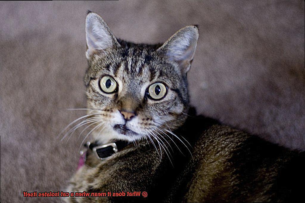 What does it mean when a cat isolates itself-3