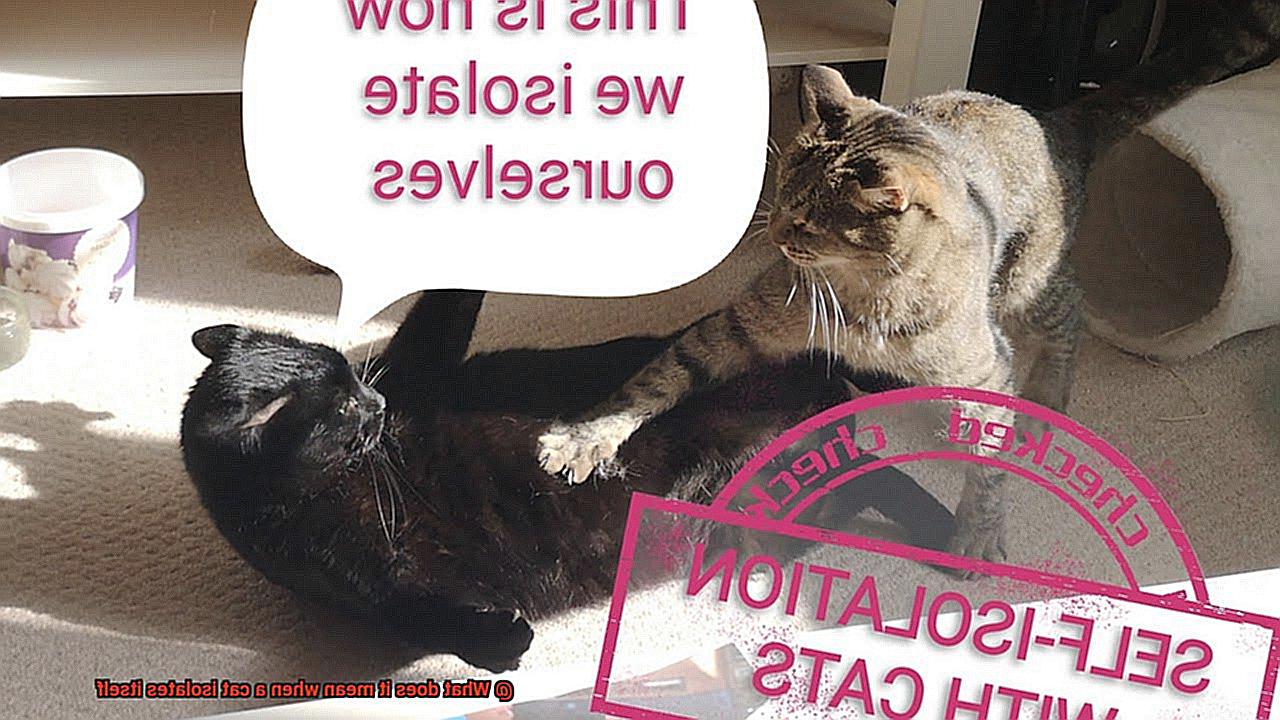 What does it mean when a cat isolates itself-2