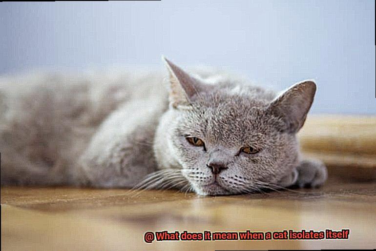 What does it mean when a cat isolates itself-6