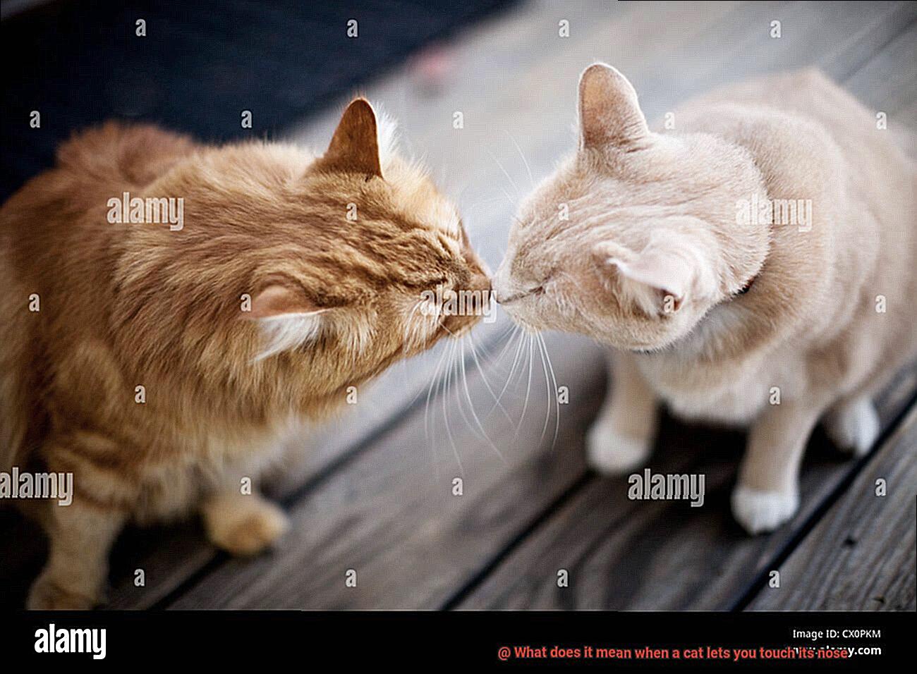 What does it mean when a cat lets you touch its nose-3
