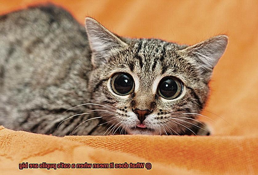 What does it mean when a cat's pupils are big-3