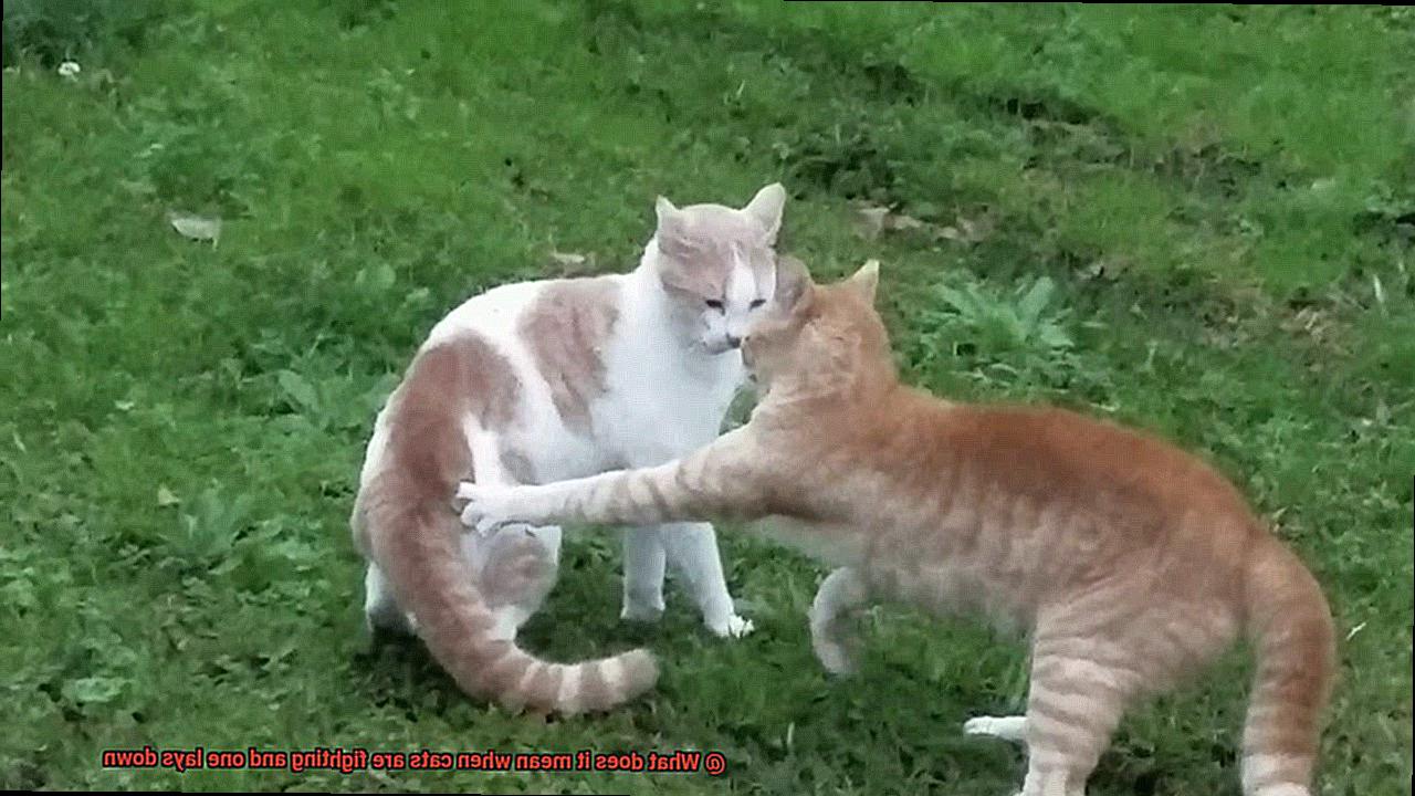 What does it mean when cats are fighting and one lays down-5