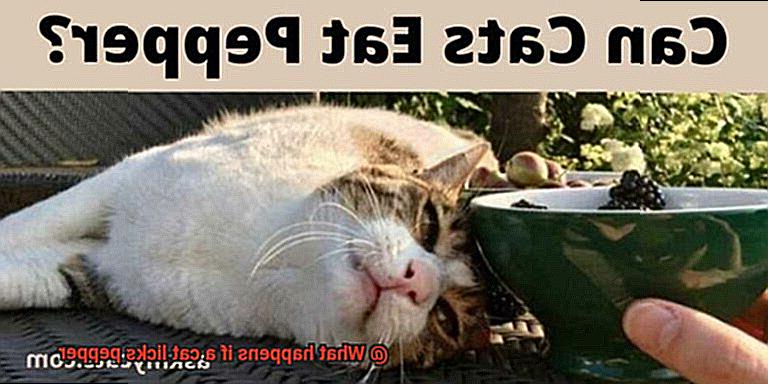 What happens if a cat licks pepper-4