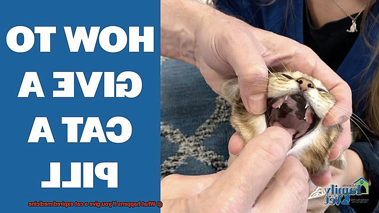 What happens if you give a cat expired medicine-5