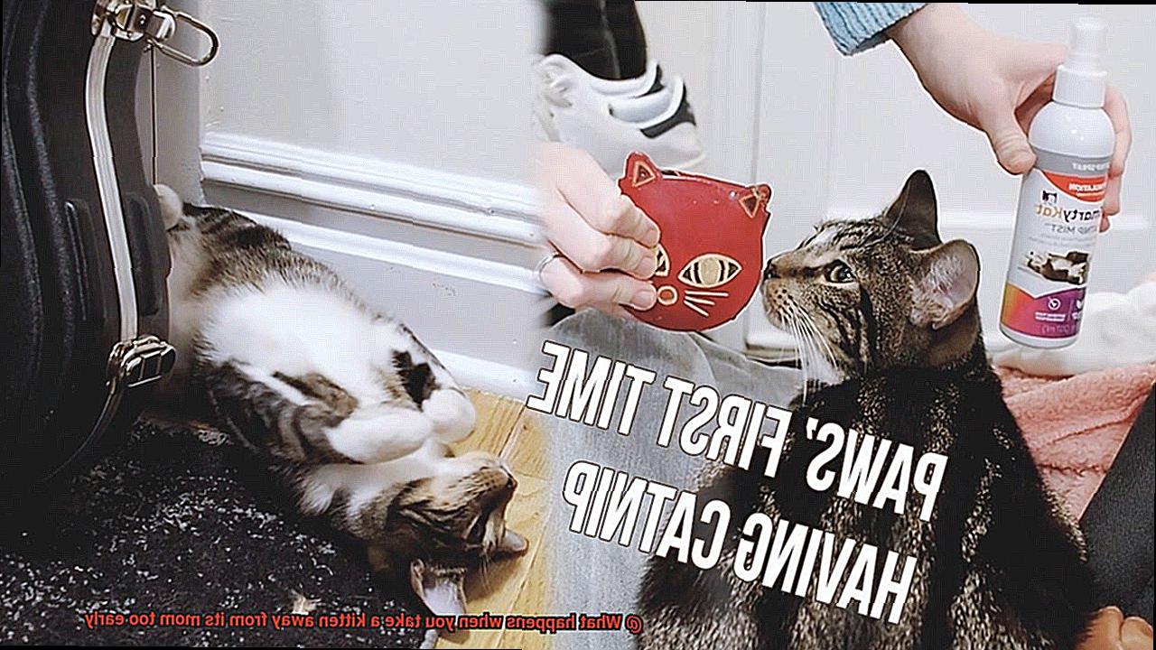 What happens when you take a kitten away from its mom too early-2