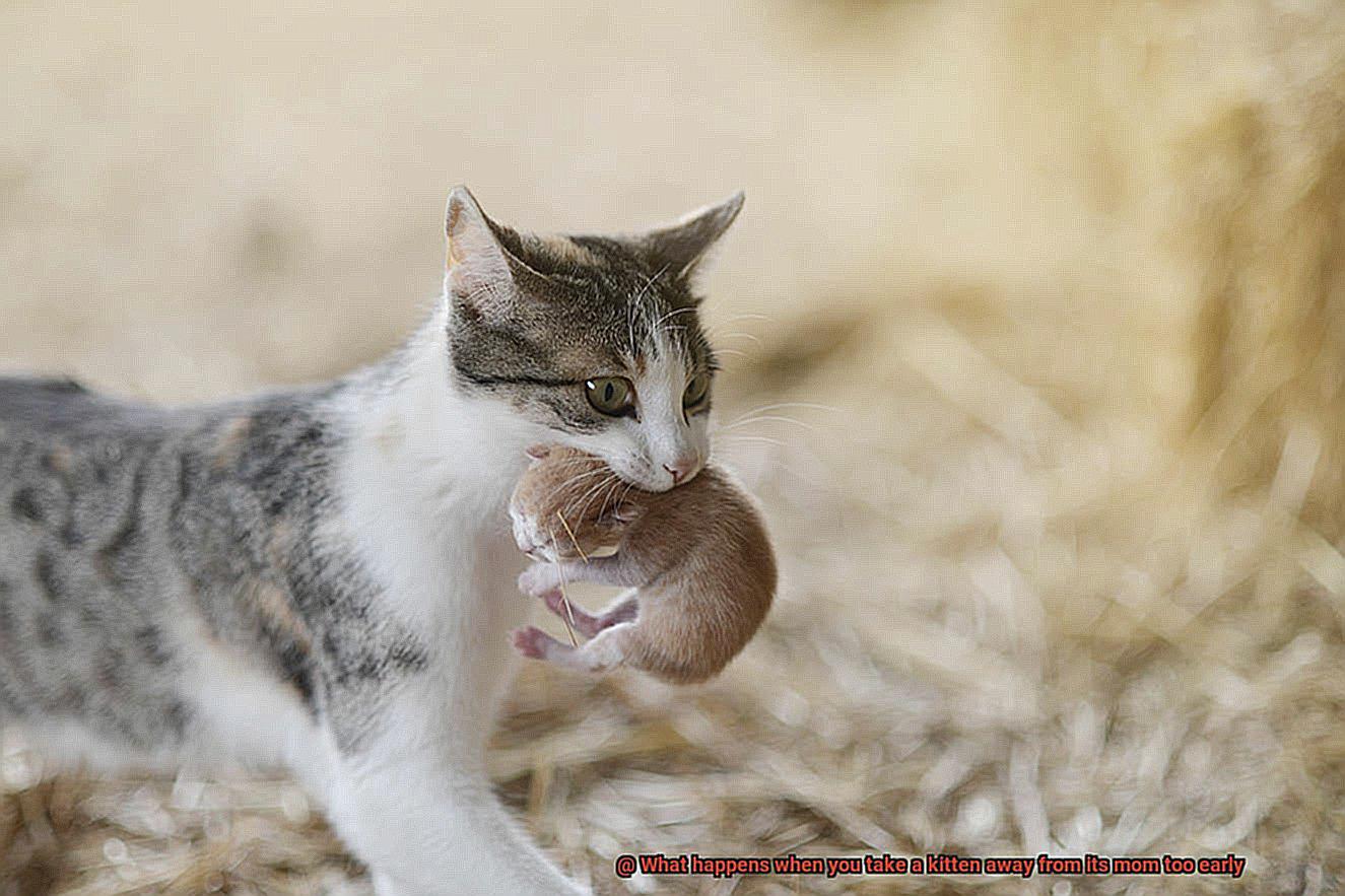 What happens when you take a kitten away from its mom too early-3