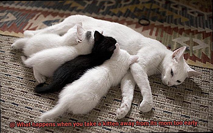 What happens when you take a kitten away from its mom too early-4