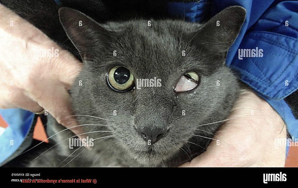 What is Horner’s syndrome in cats? - 21Cats.org