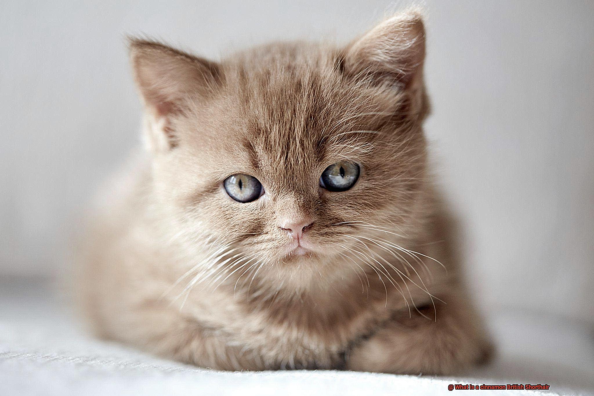 What is a cinnamon British Shorthair-2
