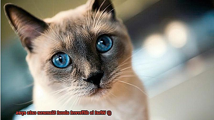 What is different about Siamese cats eyes? - 21Cats.org