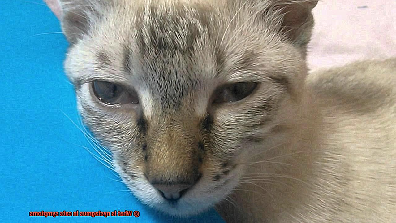 What is nystagmus in cats symptoms?