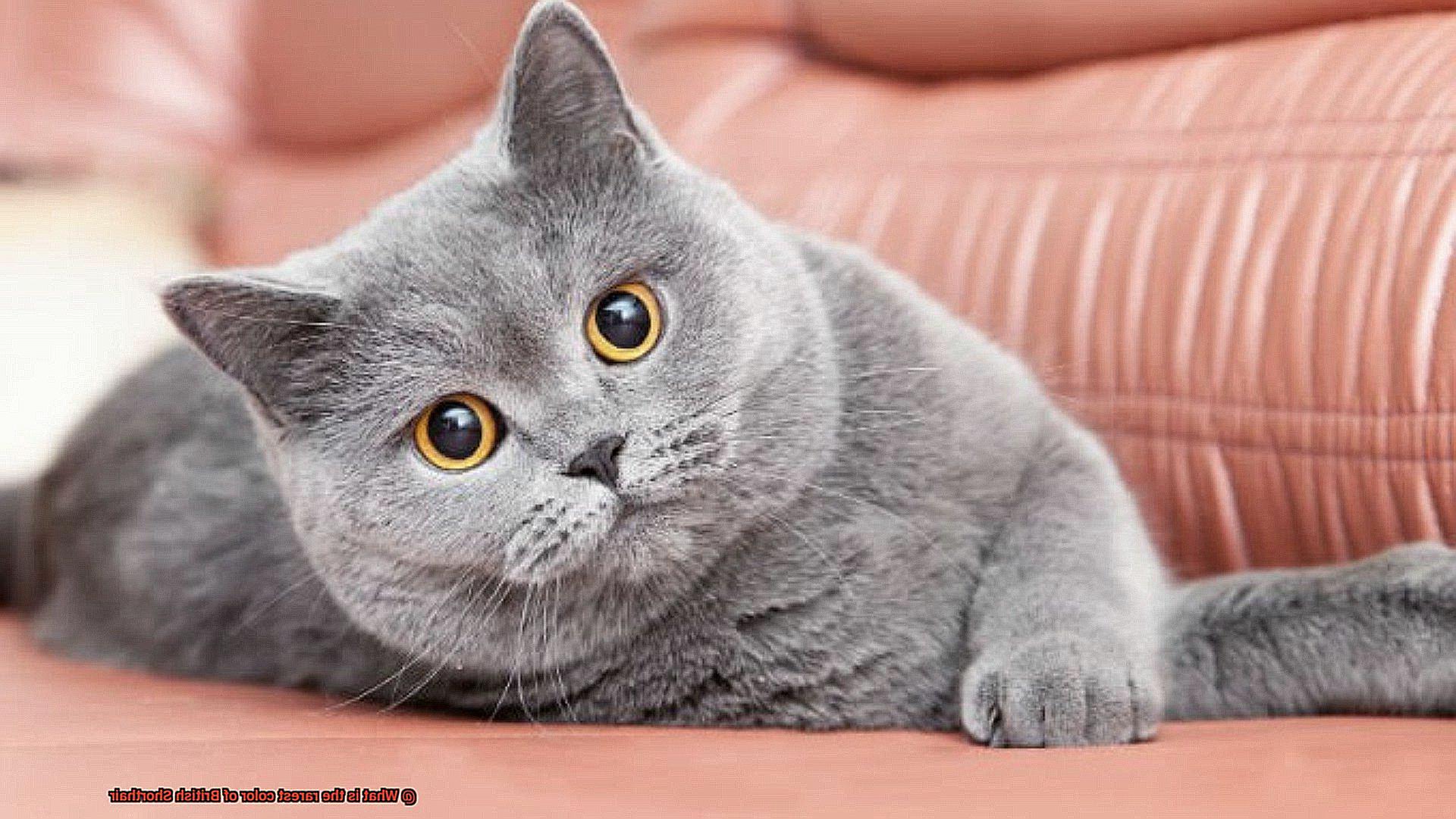 What is the rarest Siamese color?