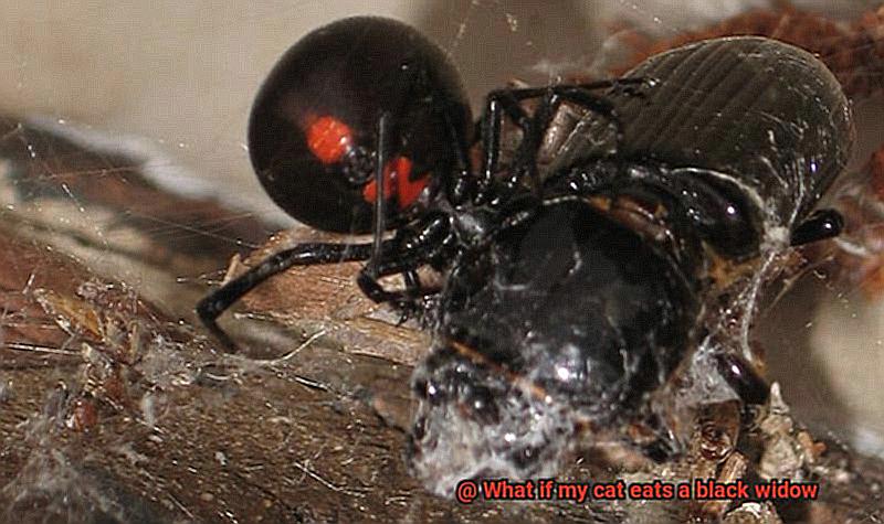 What keeps spiders away but is safe for cats-6