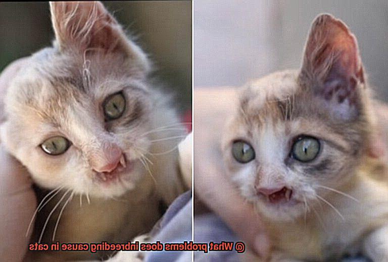 What problems does inbreeding cause in cats-5