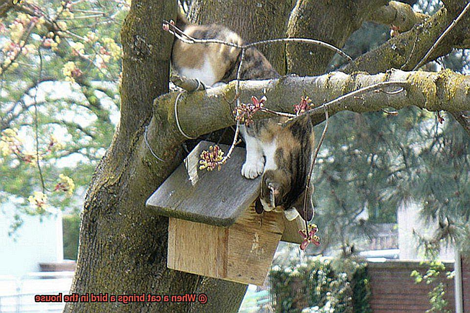 When a cat brings a bird in the house-9