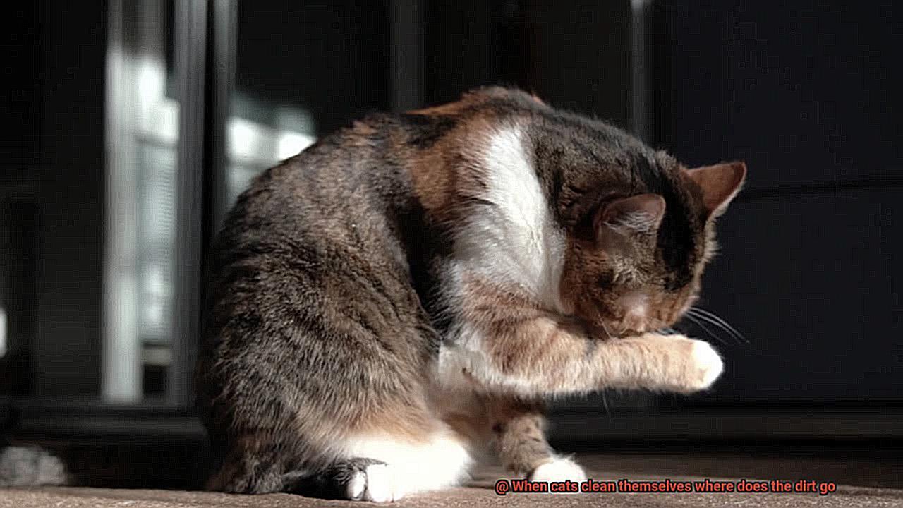 When cats clean themselves where does the dirt go-5