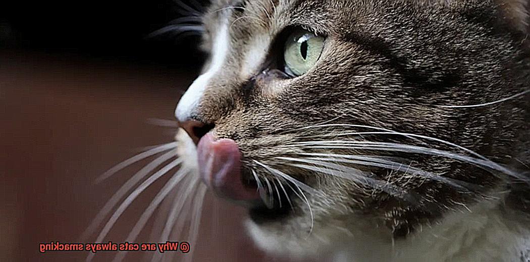 Why are cats always smacking? - 21Cats.org
