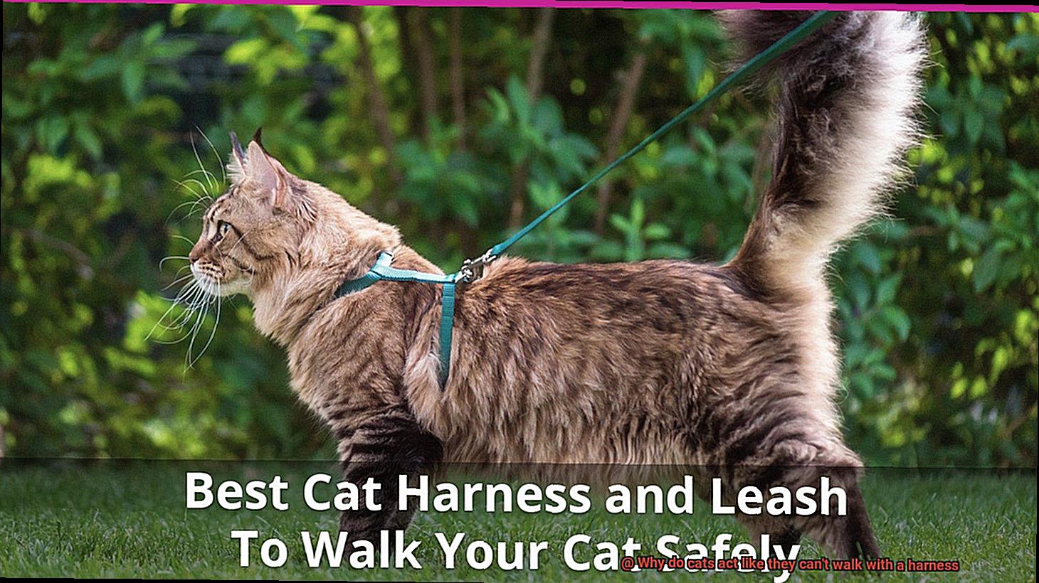Why do cats act like they can't walk with a harness-5
