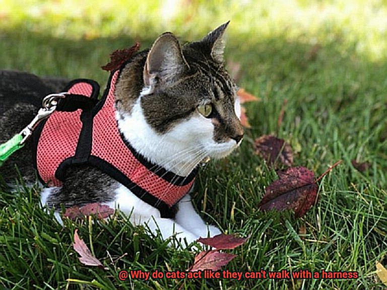 Why do cats act like they can't walk with a harness-4