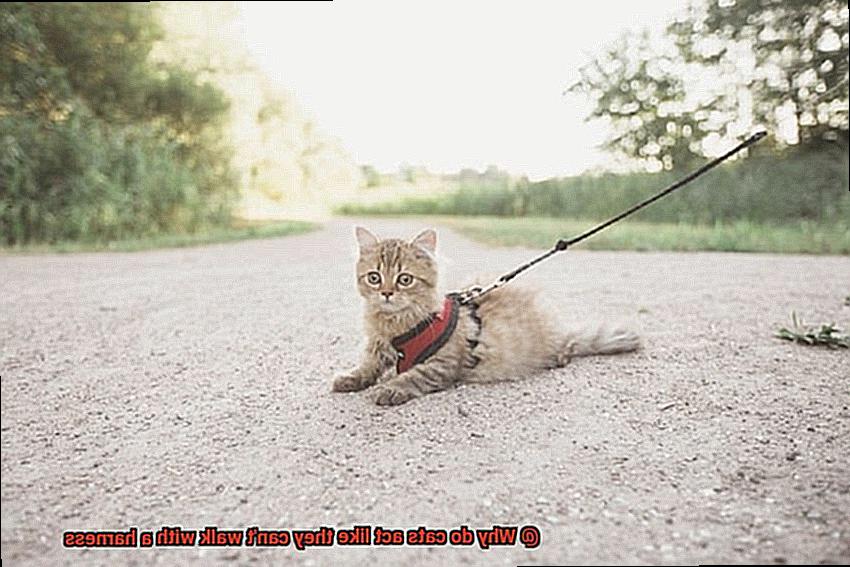 Why do cats act like they can't walk with a harness-6