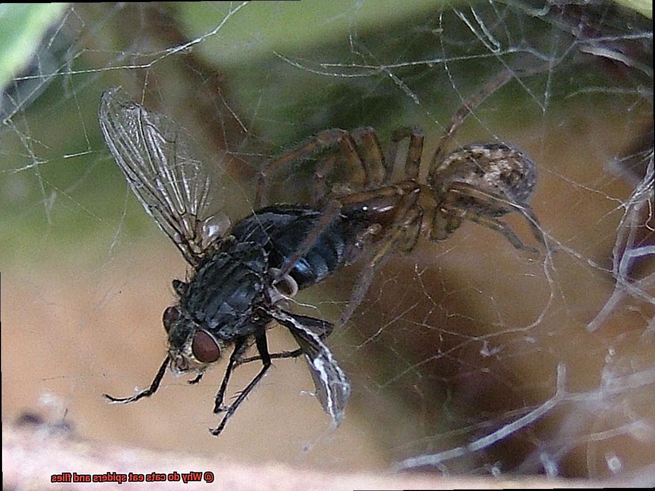 Why do cats eat spiders and flies?