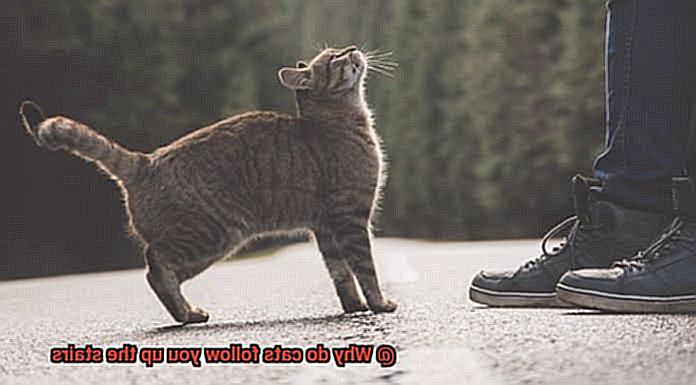 Why do cats follow you up the stairs-4