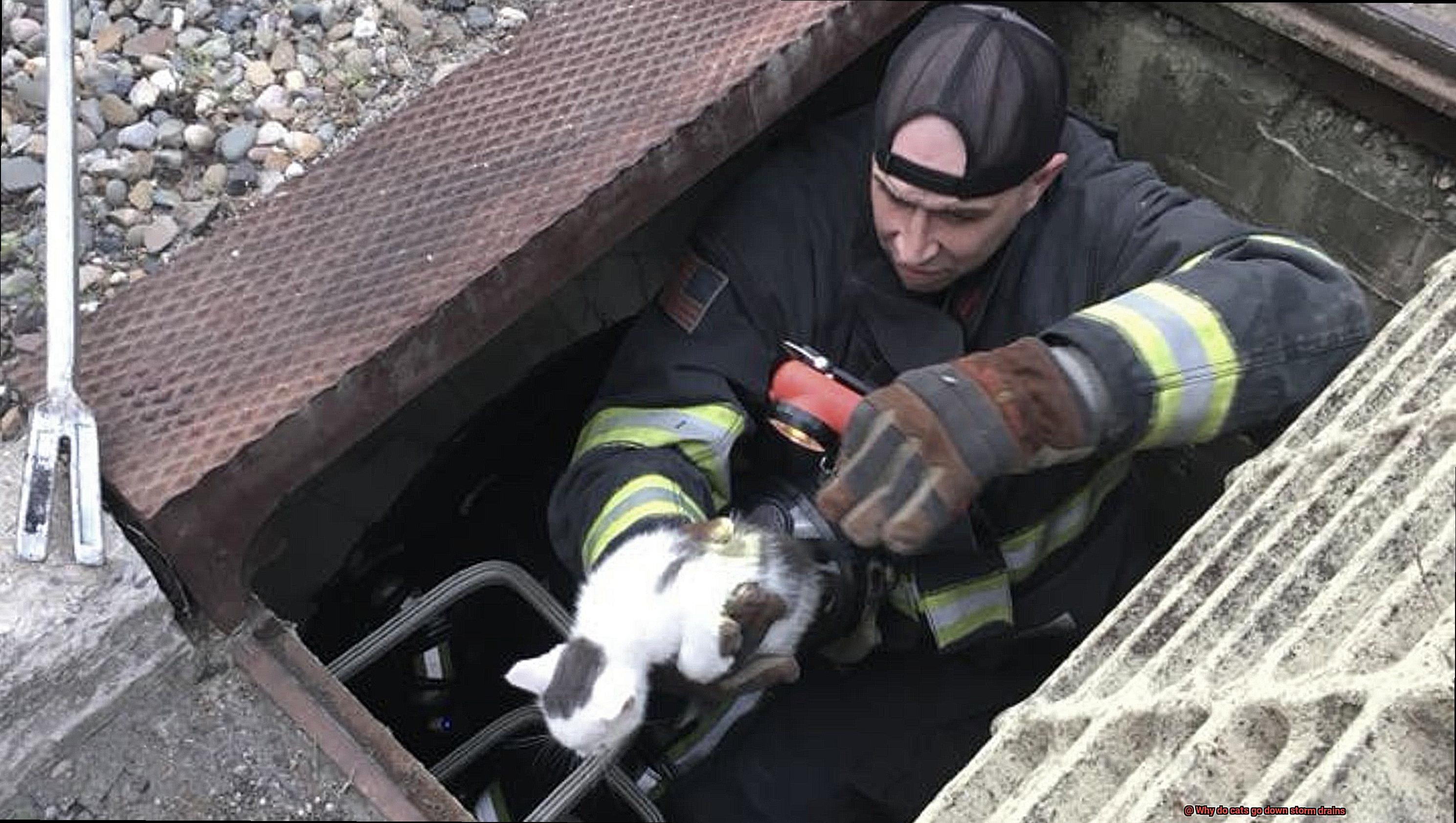 Why do cats go down storm drains-5