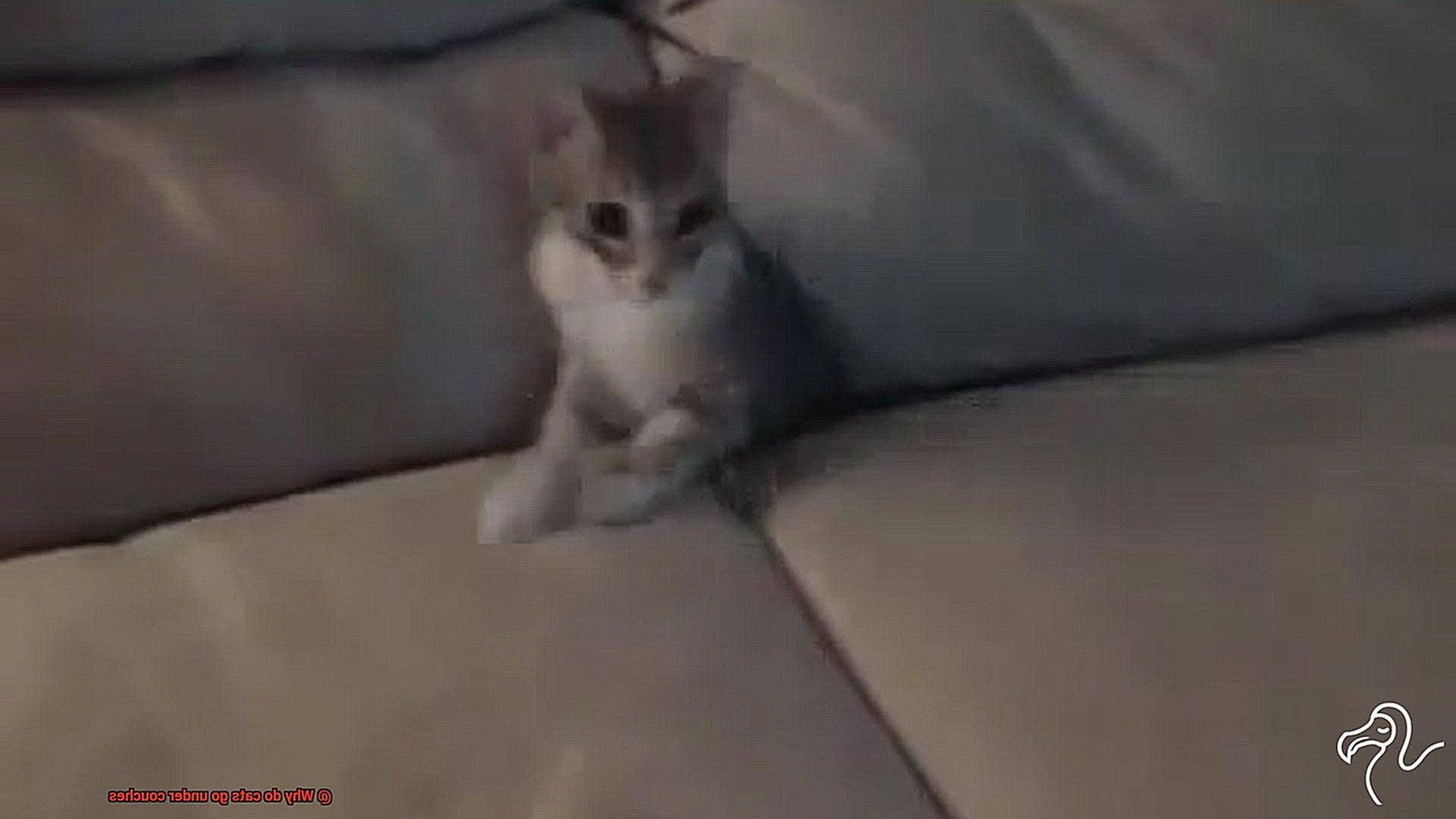 Why do cats go under couches?