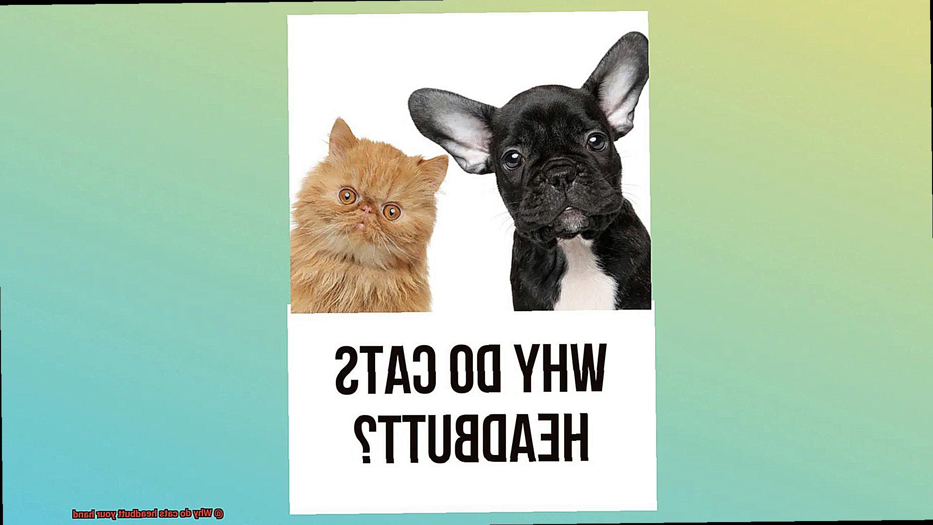 Why do cats like cereal milk?