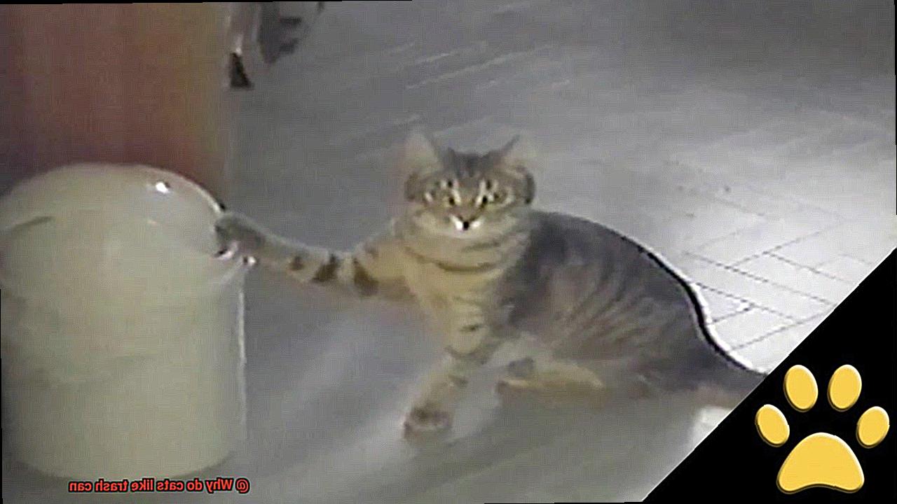 Why Do Cats Like Trash Can?