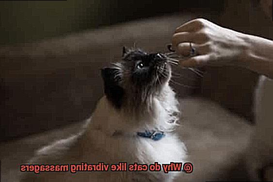 Why do cats like vibrating massagers-9