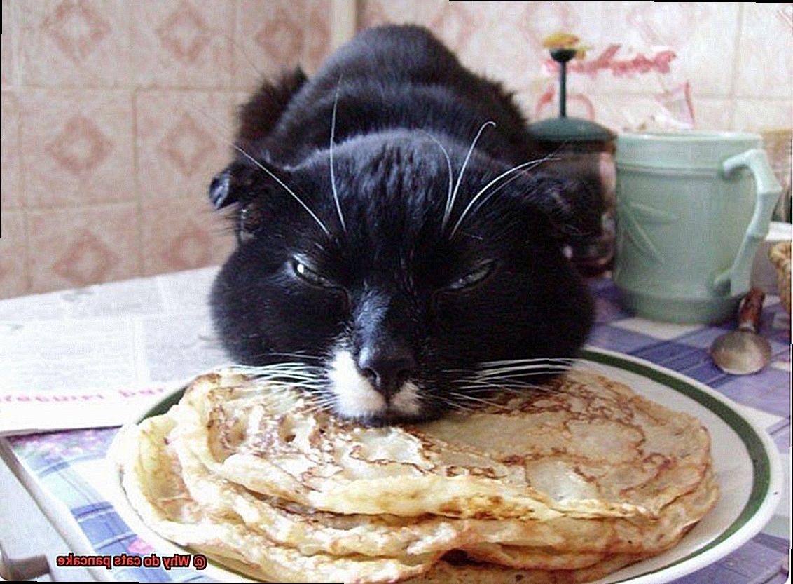 Why do cats pancake-7