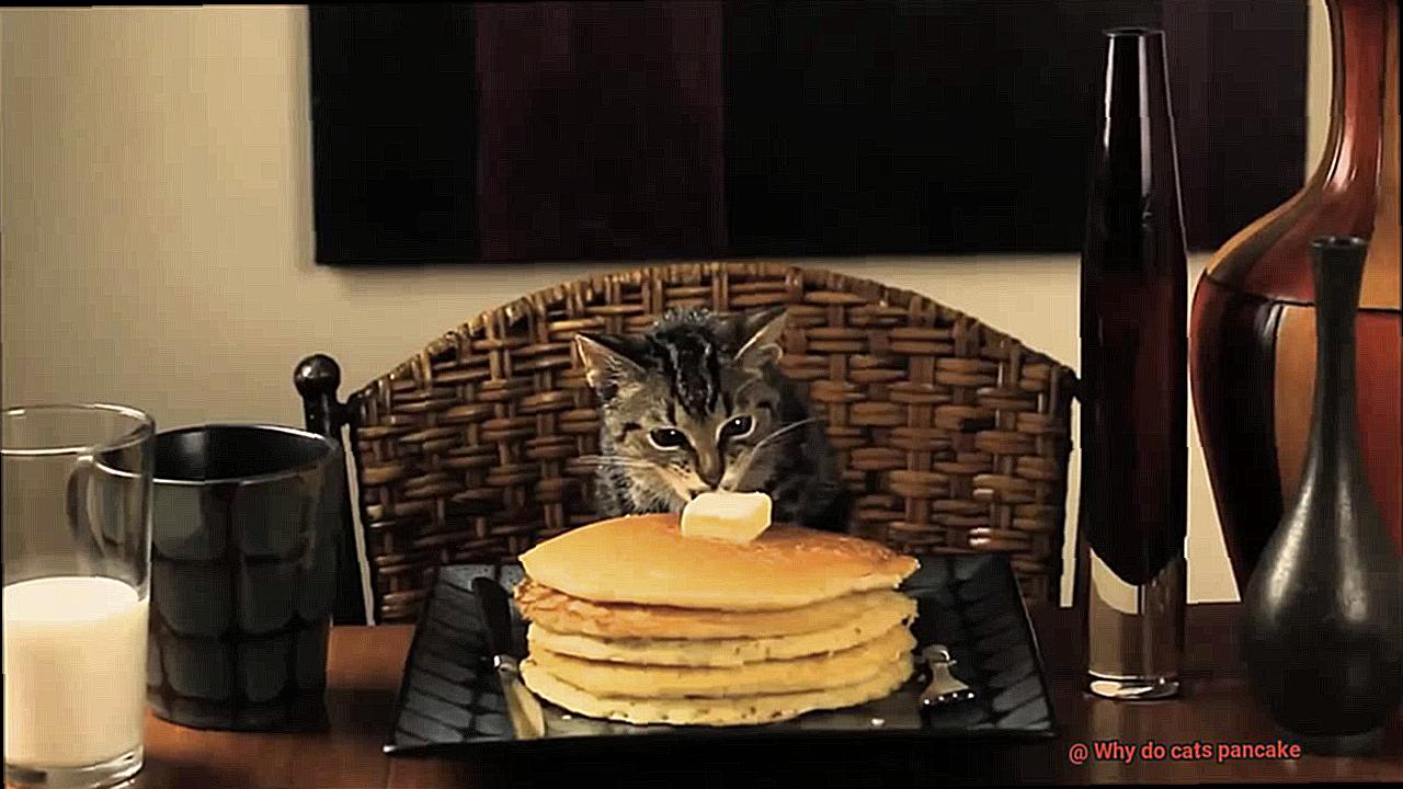 Why do cats pancake-4