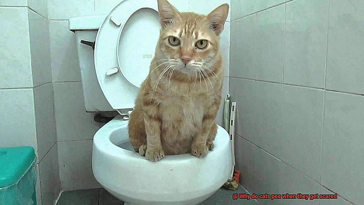 Why do cats pee when they get scared-4