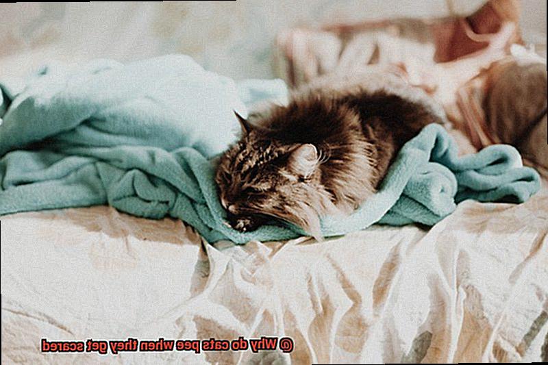 Why do cats pee when they get scared-6