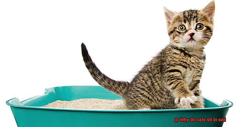 Why do cats sit in soil-5