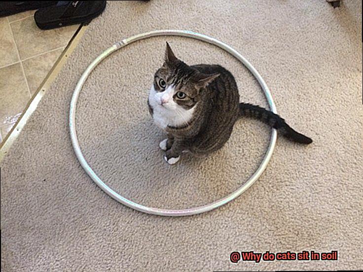 Why do cats sit in soil-4