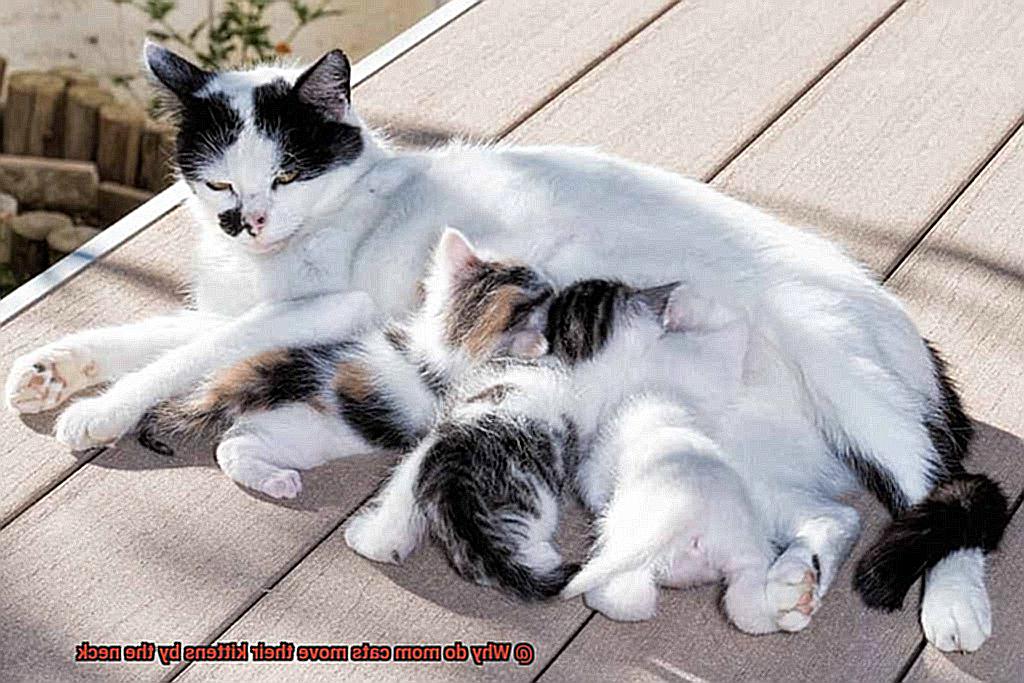 Why do mom cats move their kittens by the neck?