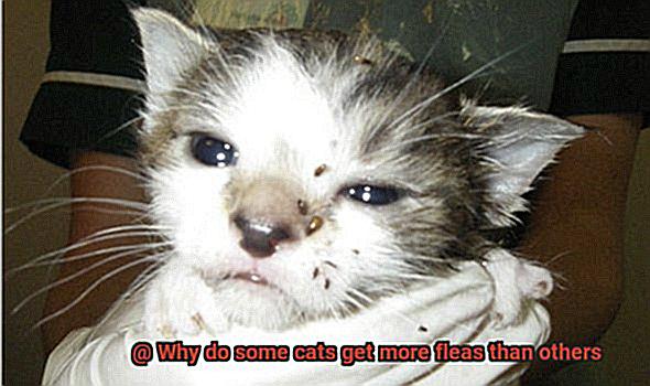 Why do some cats get more fleas than others-4