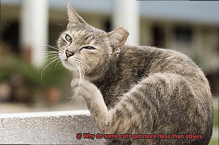 Why do some cats get more fleas than others-2