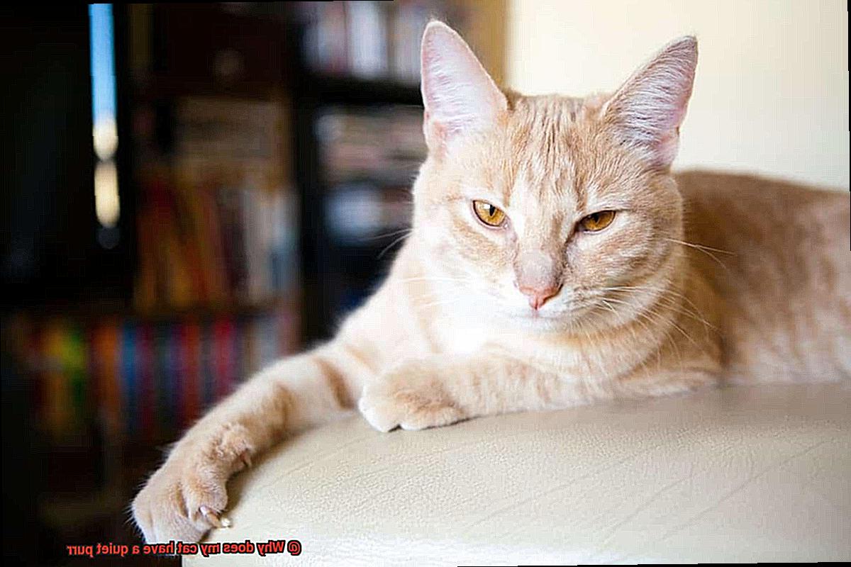 Why does my cat have a quiet purr-4
