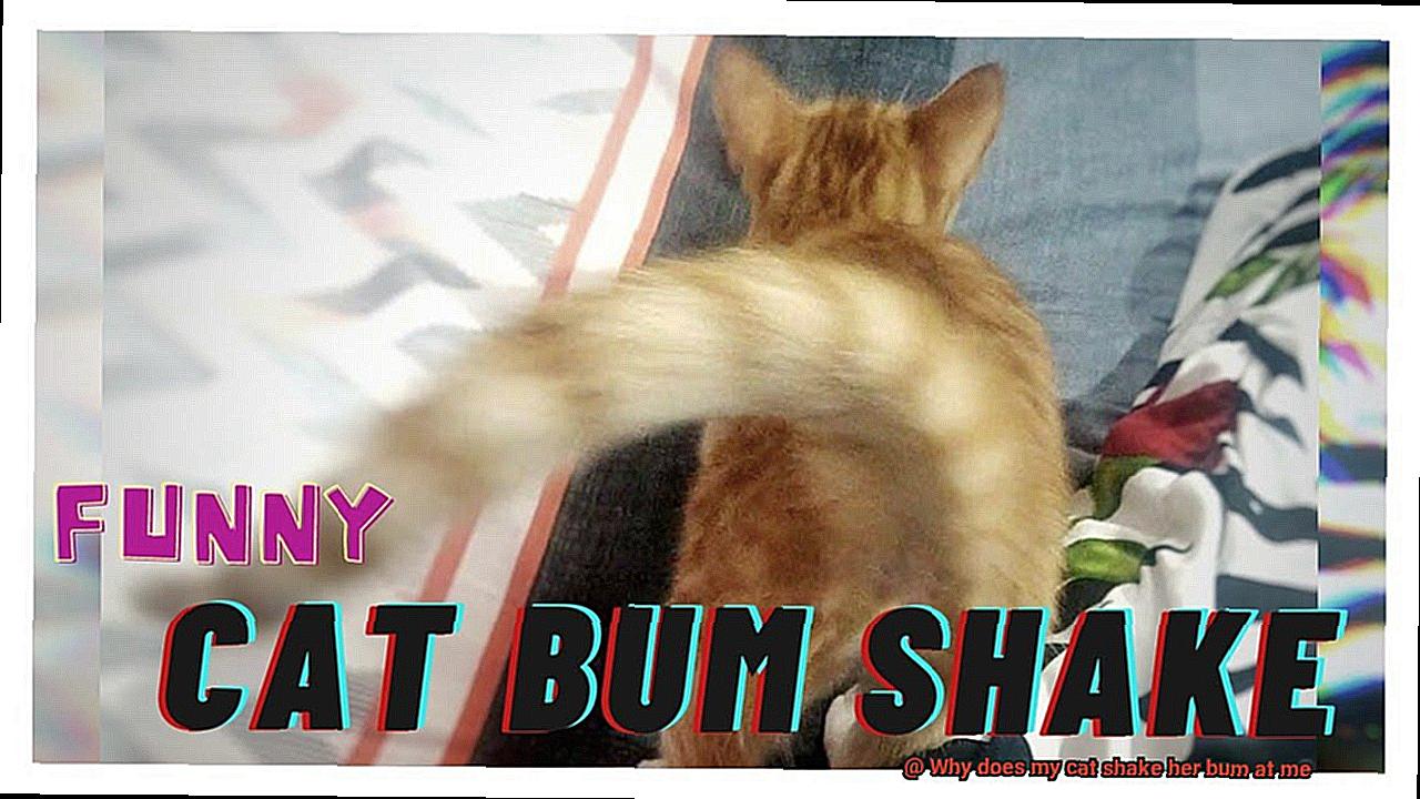 Why does my cat shake her bum at me?