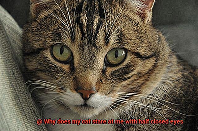 Why does my cat stare at me with half closed eyes-8
