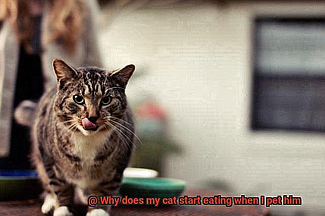 Why does my cat start eating when I pet him-4